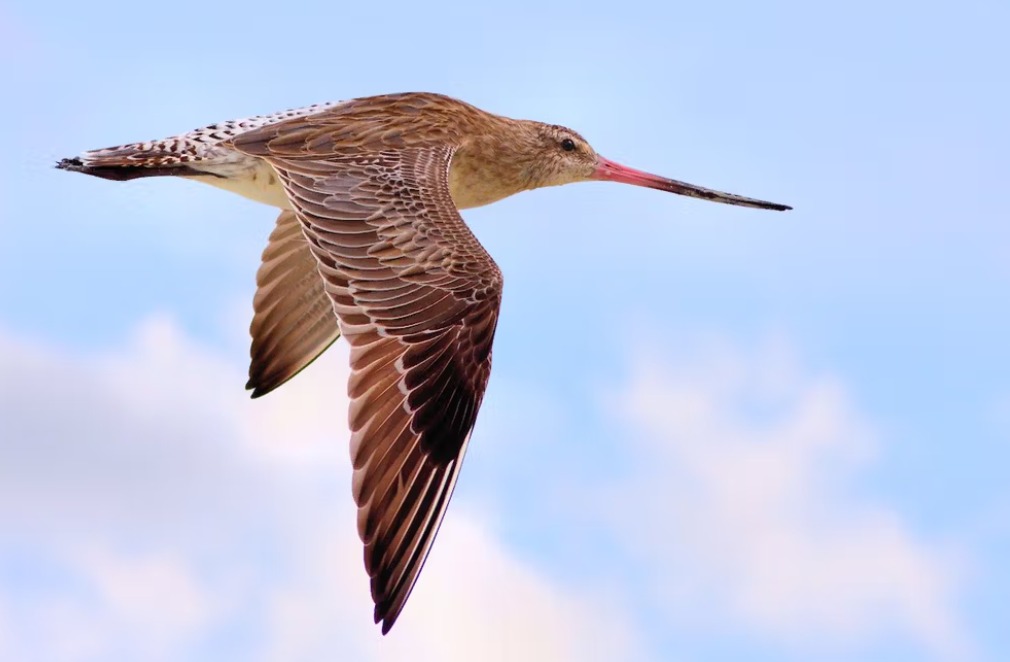 Loài chim bay liền 11 ngày không ăn uống, vượt 13.560 km và sống sót nhờ ăn nội tạng của chính mình- Ảnh 2. Loài chim bay liền 11 ngày không ăn uống, vượt 13.560 km và sống sót nhờ ăn nội tạng của chính mình- Ảnh 2.