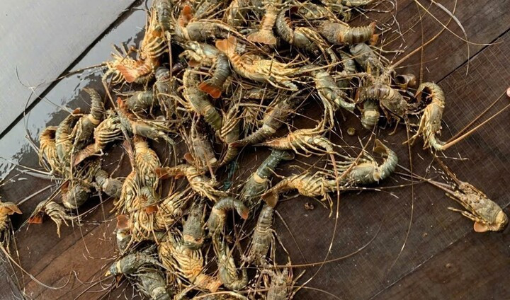 Lũ lớn khiến tôm hùm chết hàng loạt, giá bán chỉ còn 200.000 đồng/kg- Ảnh 1.