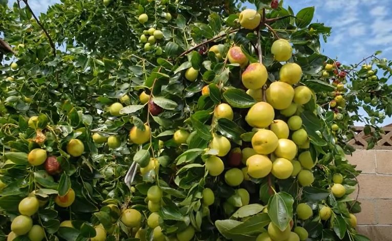 Trồng 5 cây trong nhà, gia chủ đắc tài đắc lộc, con cháu không lo nghèo khó- Ảnh 2.