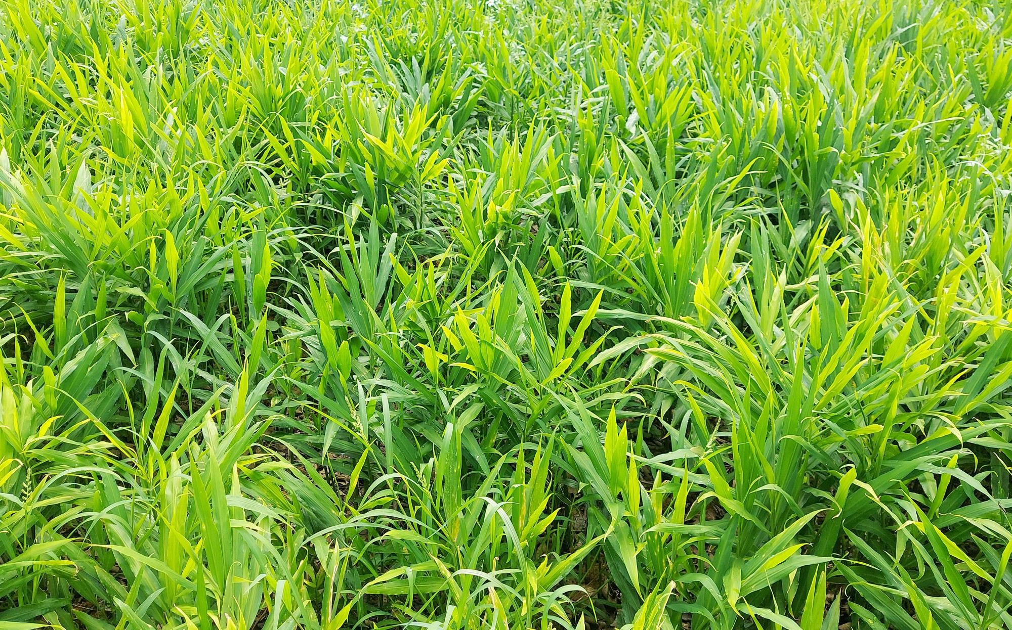 "Mỏ vàng" dưới lòng đất ở vùng cực Bắc Tổ quốc giúp nông dân có trong tay hàng trăm triệu/vụ- Ảnh 1. "Mỏ vàng" dưới lòng đất ở vùng cực Bắc Tổ quốc giúp nông dân có trong tay hàng trăm triệu/vụ- Ảnh 1.