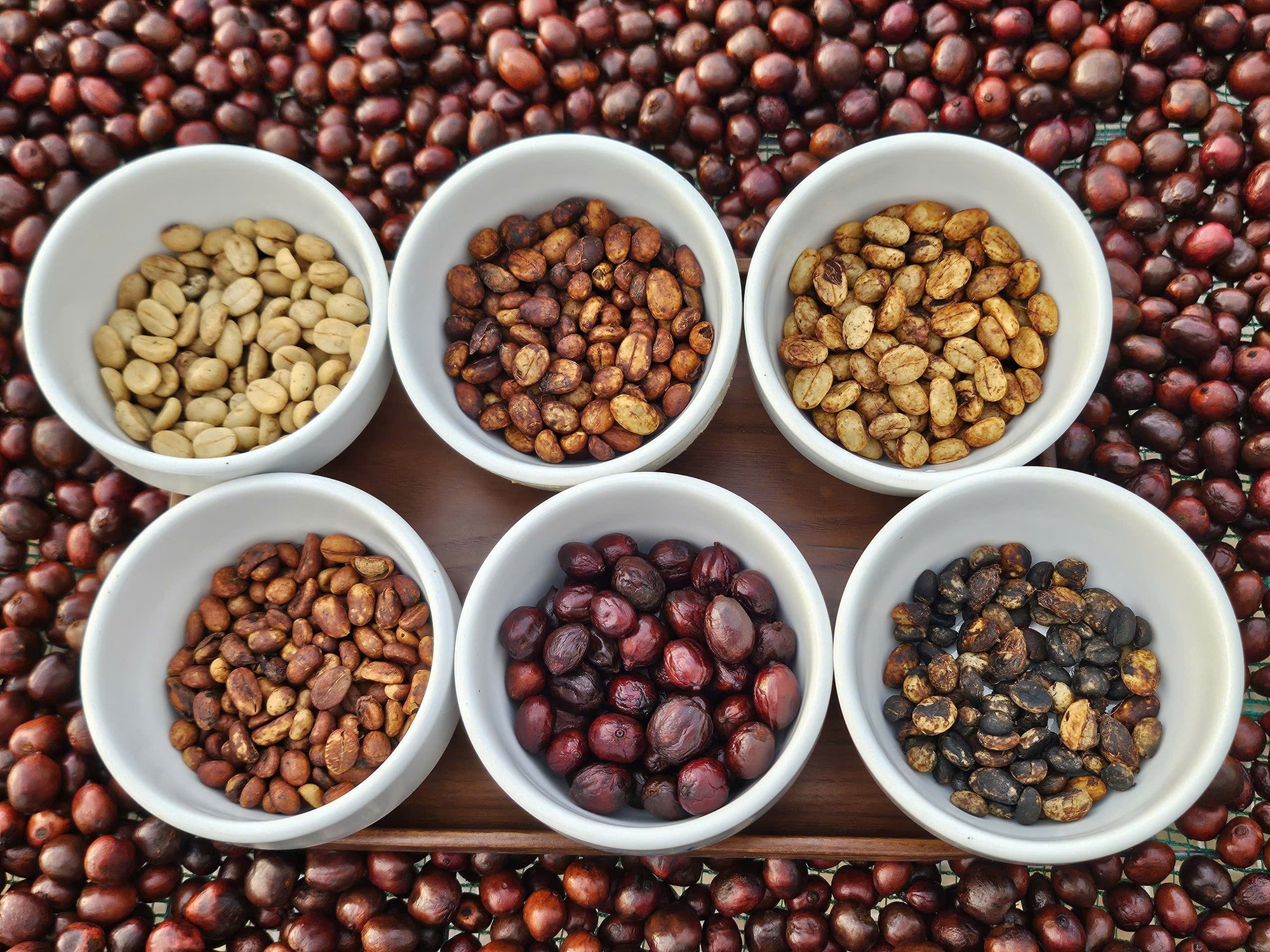 Giá cà phê hôm nay 21-11: Quay đầu tăng rất mạnh- Ảnh 1.