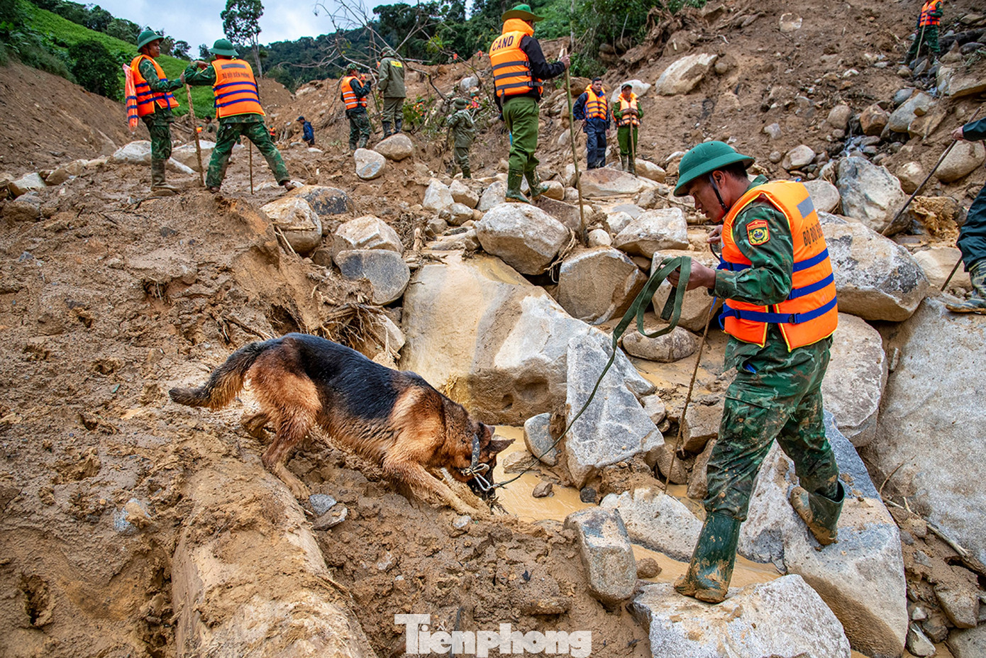 Cận cảnh những chú chó cứu hộ Làng Nủ đang tìm người mất tích ở Đà Nẵng- Ảnh 2.