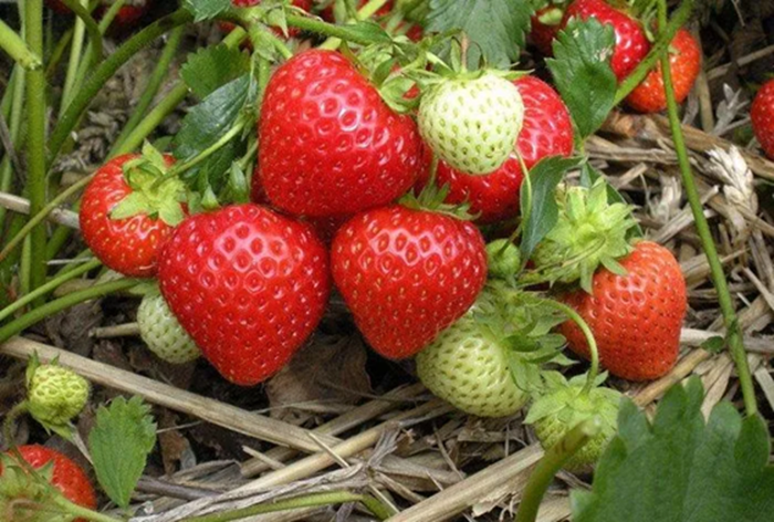 4 loại quả dễ “ôm ổ ký sinh trùng”, dân buôn cũng ngại ăn, trẻ nhỏ lại cực mê- Ảnh 1.