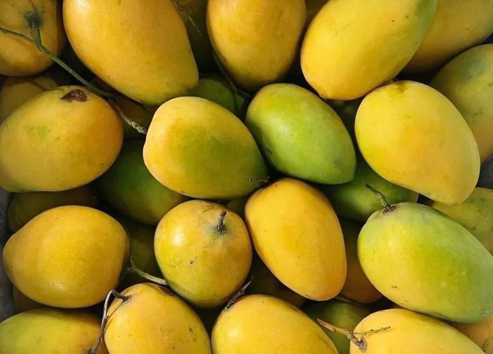 6 loại trái cây đang vào mùa, vừa ngon vừa rẻ, đi chợ không mua thì phí quá- Ảnh 4. 6 loại trái cây đang vào mùa, vừa ngon vừa rẻ, đi chợ không mua thì phí quá- Ảnh 4.