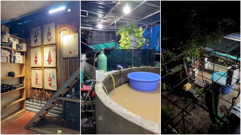 Tin tức mới nhất về đàn cá Koi vài trăm triệu bị nước lũ cuốn trôi ở Đắk Lắk- Ảnh 3.