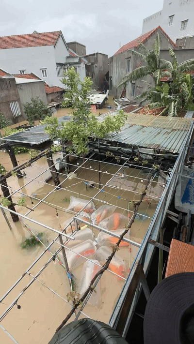 Tin tức mới nhất về đàn cá Koi vài trăm triệu bị nước lũ cuốn trôi ở Đắk Lắk- Ảnh 1.