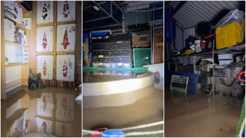Tin tức mới nhất về đàn cá Koi vài trăm triệu bị nước lũ cuốn trôi ở Đắk Lắk- Ảnh 2.