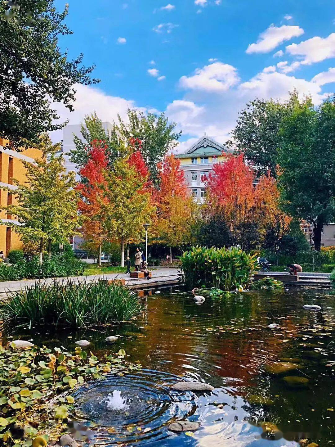 Có một ĐH được mệnh danh là "trường của những người nói tất cả thứ tiếng trên thế giới", khuôn viên mùa thu đẹp hơn phim- Ảnh 11.