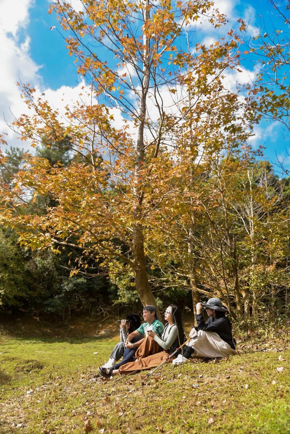 Không phải Hàn Quốc, Nhật Bản, đây là rừng phong ở Việt Nam: Du khách nhận xét 