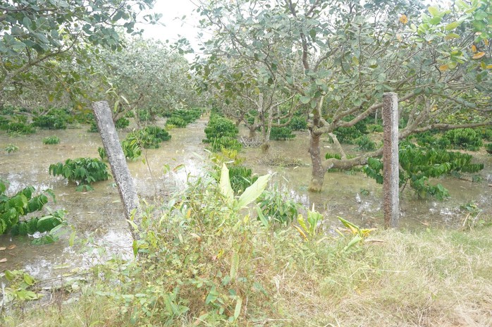 Tiếp tục cảnh báo nguy cơ ngập lụt vùng ven sông Đồng Nai và La Ngà - Ảnh 1.