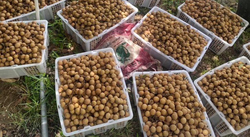 Sau sầu riêng, Lào sắp trở thành đối thủ của một loại trái cây Việt Nam tại Trung Quốc, nước ta đứng thứ 2 thế giới về xuất khẩu- Ảnh 1.