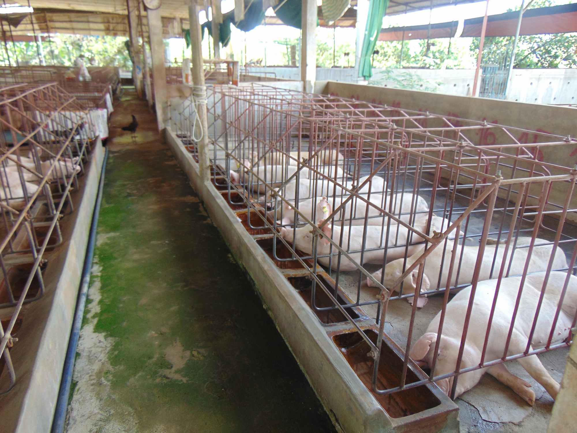 Giá heo hơi hôm nay, 22-11: Bật tăng ở hầu hết các vùng miền- Ảnh 1.