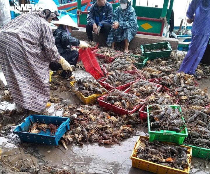 20 triệu con tôm hùm chết trong lũ, nghề nuôi tôm hùm ở Đắk Lắk 'gần như xoá sổ'- Ảnh 2.