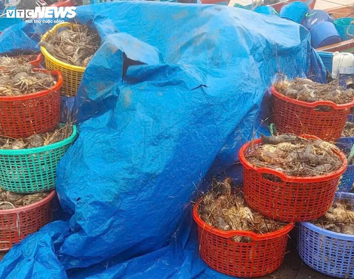 20 triệu con tôm hùm chết trong lũ, nghề nuôi tôm hùm ở Đắk Lắk 'gần như xoá sổ'- Ảnh 1.