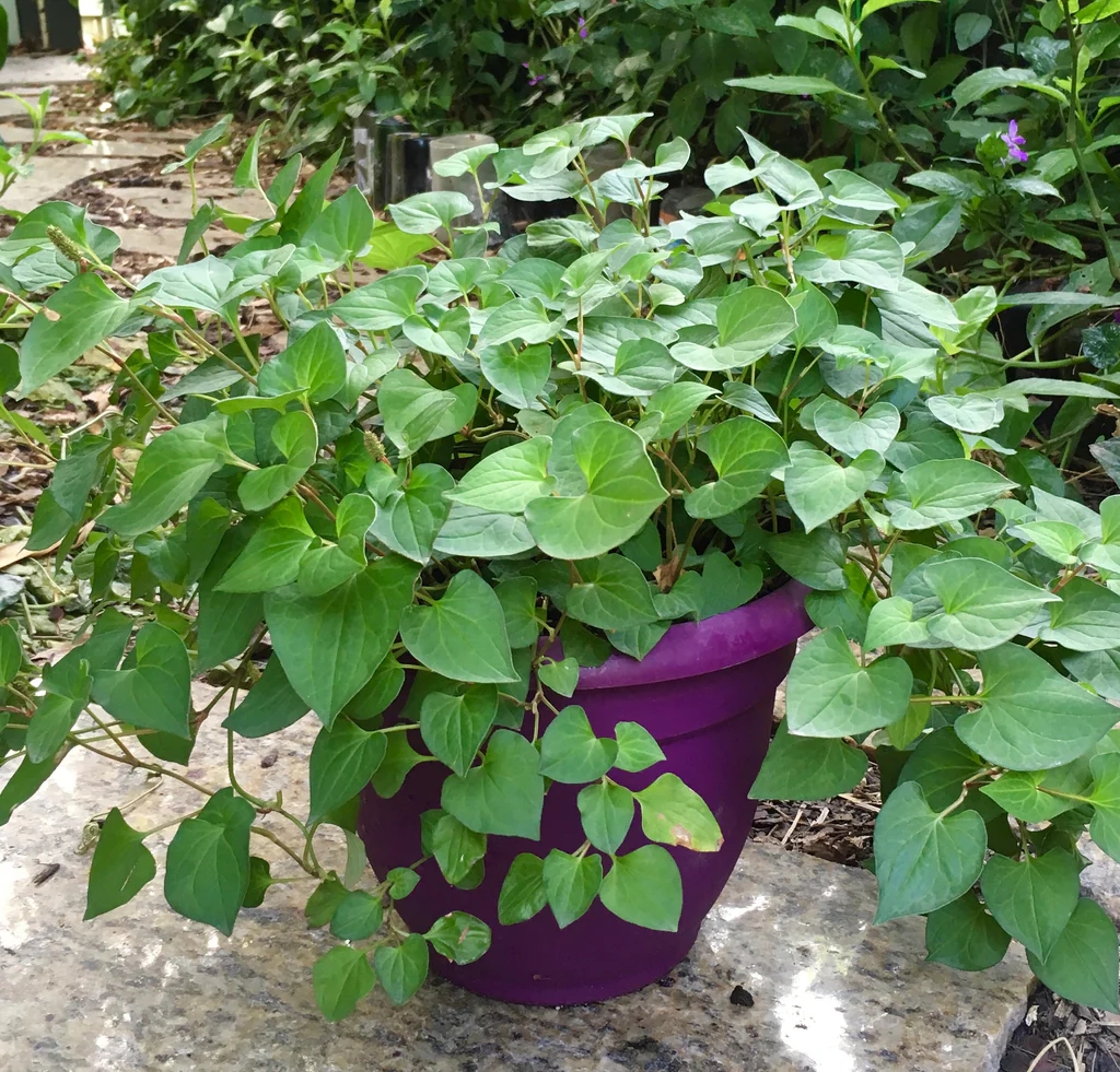 Loại rau người Trung Quốc ví là "rau thần": Mọc đầy Việt Nam nhưng nhiều người sợ không ăn- Ảnh 4. Loại rau người Trung Quốc ví là "rau thần": Mọc đầy Việt Nam nhưng nhiều người sợ không ăn- Ảnh 4.