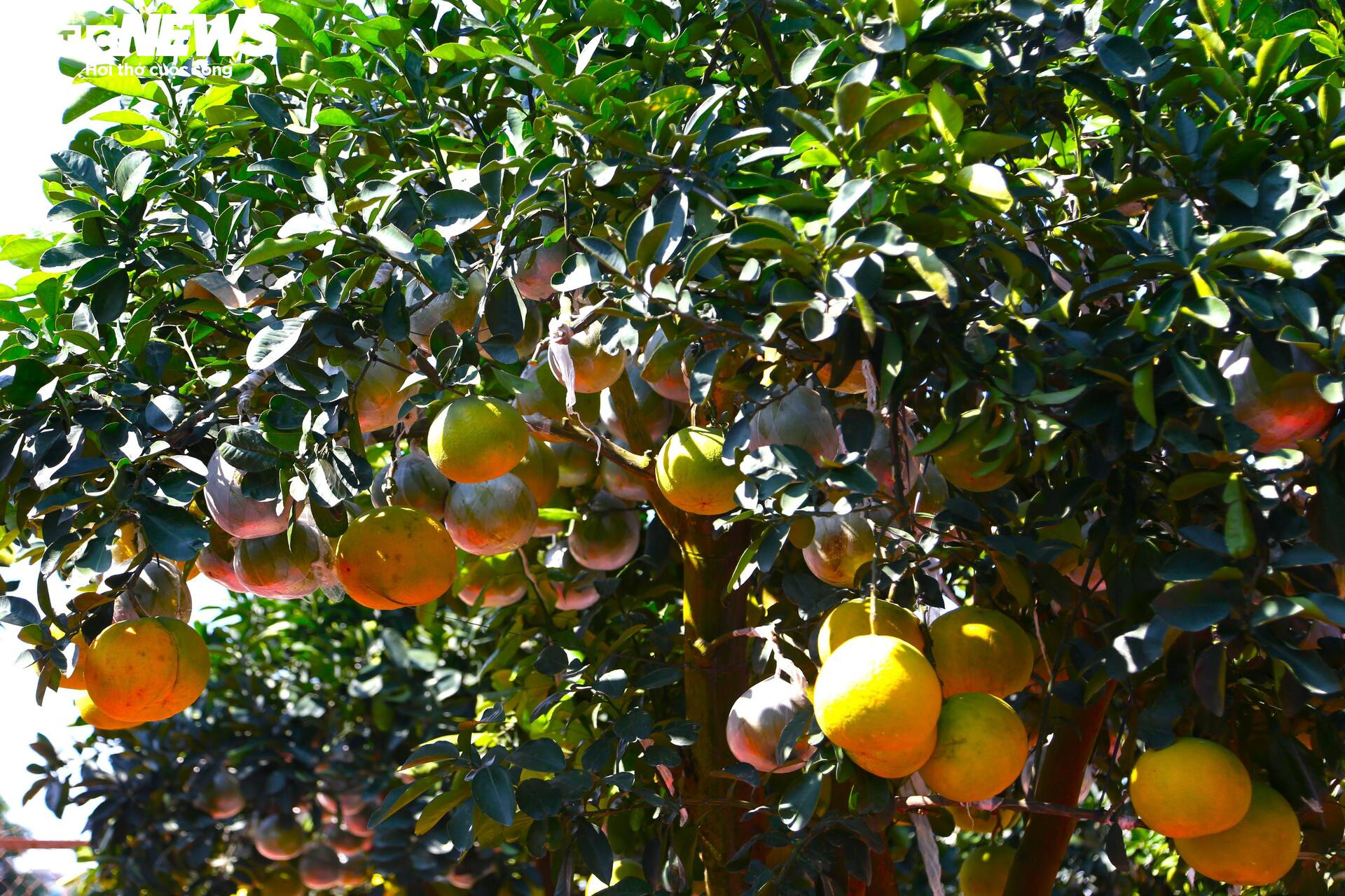 Bưởi Diễn hàng chục triệu đồng sẵn sàng chờ khách 'rước' về chơi Tết- Ảnh 3.