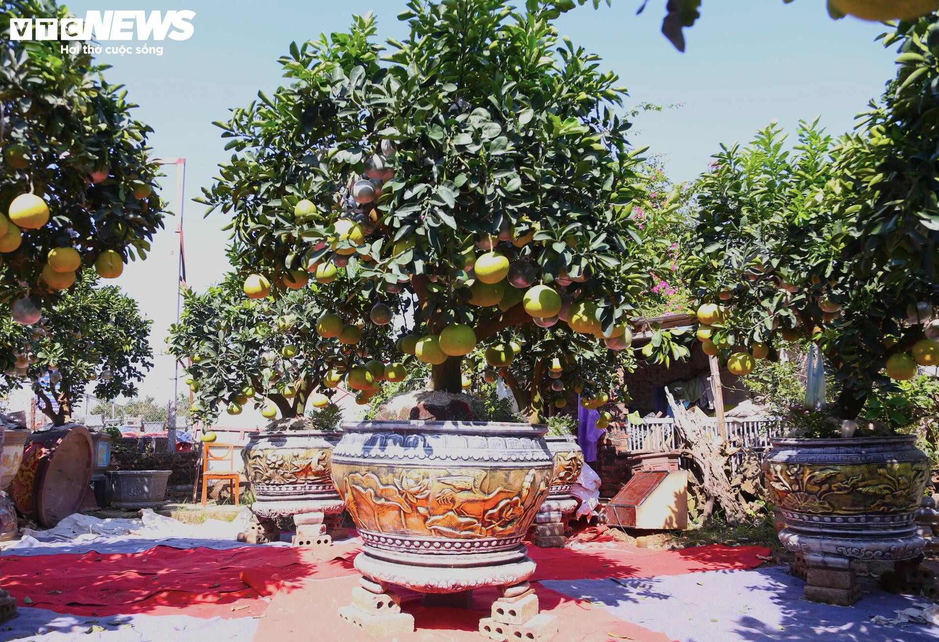 Bưởi Diễn hàng chục triệu đồng sẵn sàng chờ khách 'rước' về chơi Tết- Ảnh 8.