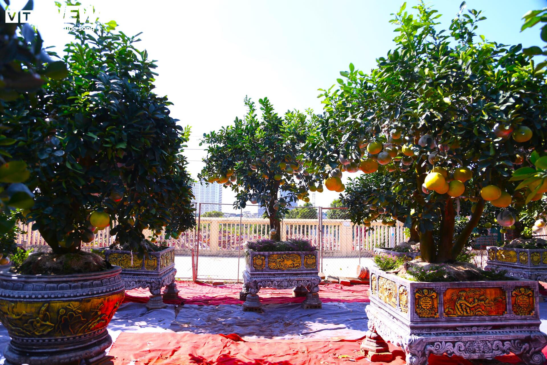 Bưởi Diễn hàng chục triệu đồng sẵn sàng chờ khách 'rước' về chơi Tết- Ảnh 1.