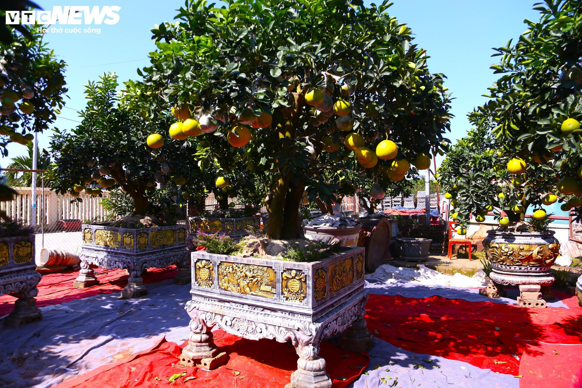 Bưởi Diễn hàng chục triệu đồng sẵn sàng chờ khách 'rước' về chơi Tết- Ảnh 6.