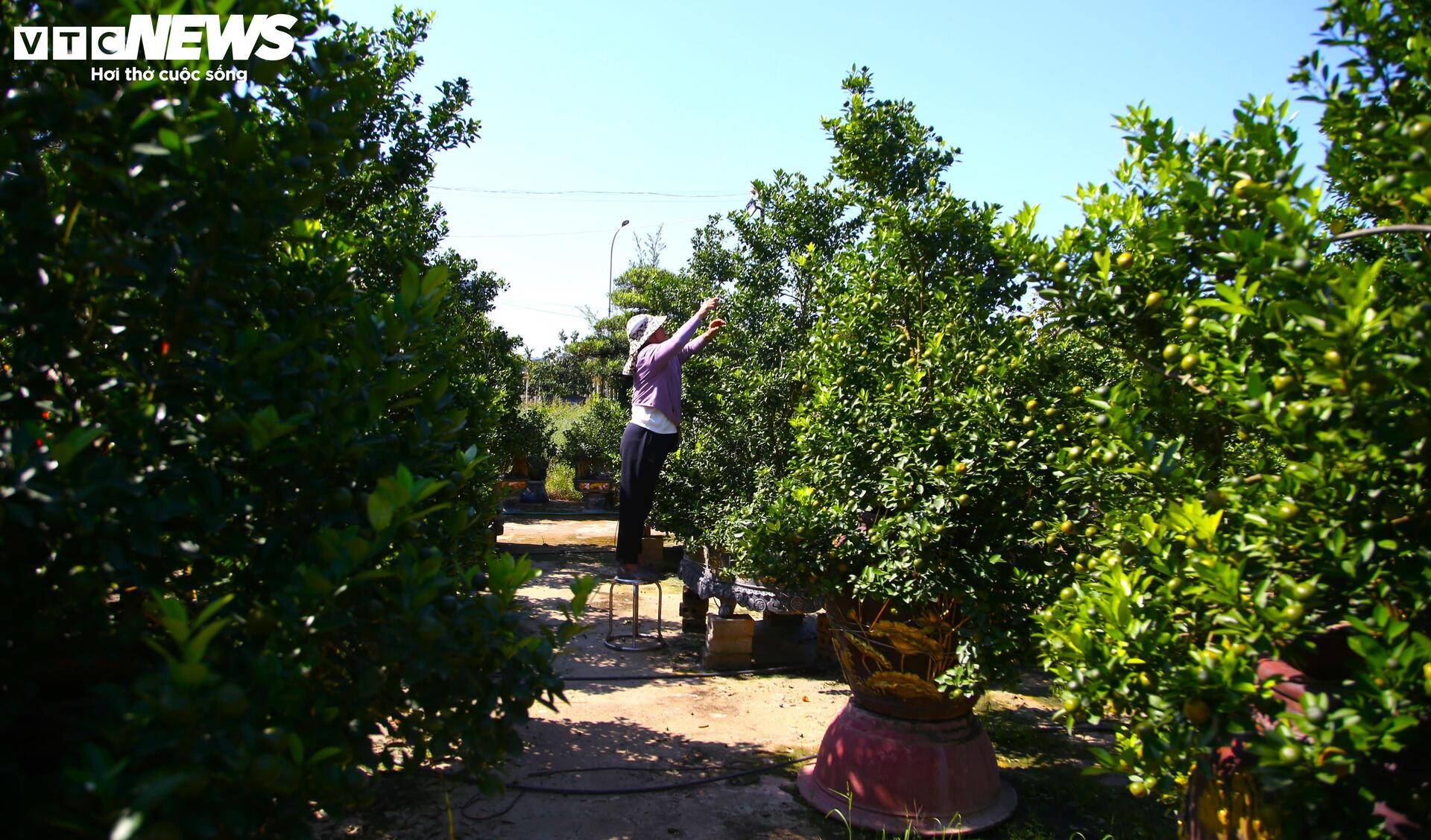 Bưởi Diễn hàng chục triệu đồng sẵn sàng chờ khách 'rước' về chơi Tết- Ảnh 9.