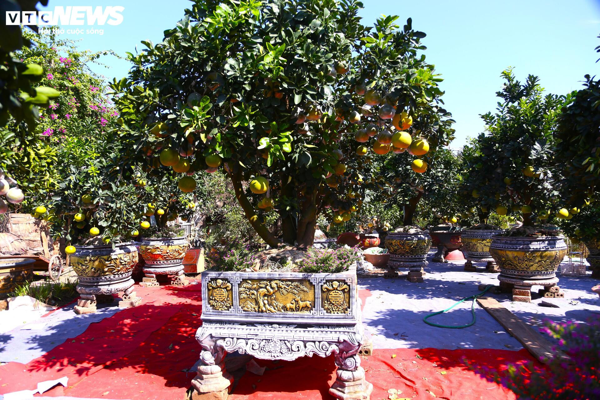 Bưởi Diễn hàng chục triệu đồng sẵn sàng chờ khách 'rước' về chơi Tết- Ảnh 4.