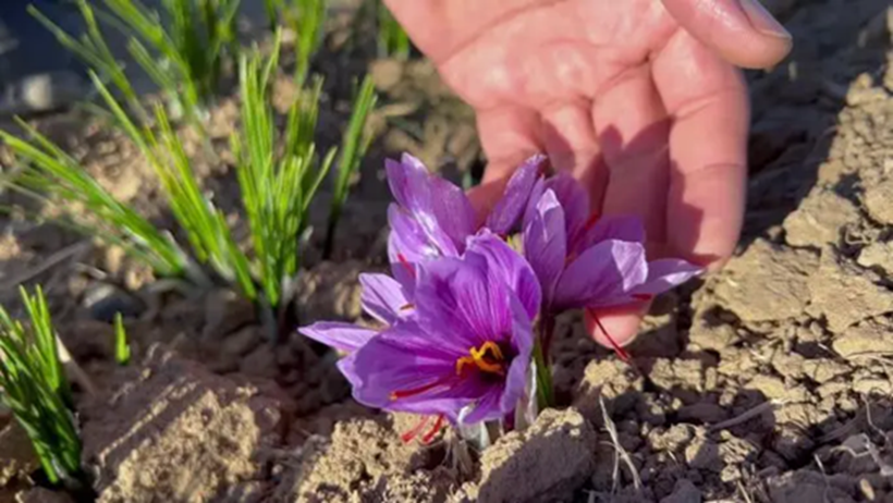 Loại hoa "quý tộc" trước kia giờ thành đặc sản giá tới 450 triệu đồng/kg, Việt Nam cũng đã trồng thành công- Ảnh 2.