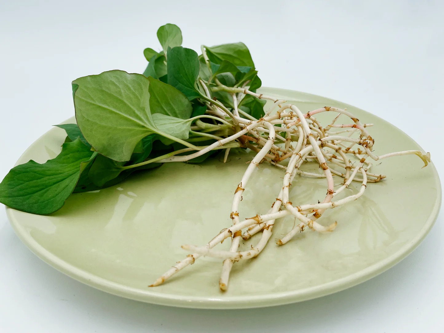 Loại rau người Trung Quốc ví là "rau thần": Mọc đầy Việt Nam nhưng nhiều người sợ không ăn- Ảnh 1. Loại rau người Trung Quốc ví là "rau thần": Mọc đầy Việt Nam nhưng nhiều người sợ không ăn- Ảnh 1.