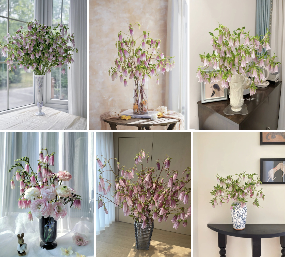 Tím lịm những chiếc “chuông gió” bé xíu: Loài hoa nhìn là muốn bưng cả bình về nhà chơi Tết- Ảnh 1.