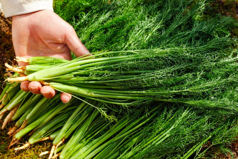 Có 5 loại rau chứa penicillin tự nhiên, bạn nên cho gia đình ăn thường xuyên khi thời tiết trở lạnh để tăng cường miễn dịch, giảm bệnh tật- Ảnh 2.