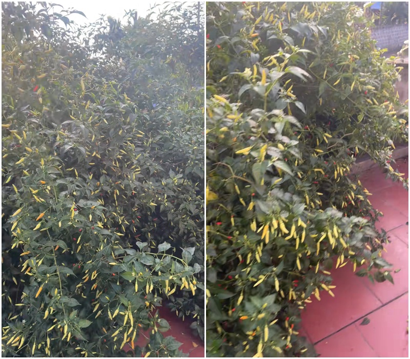 Cây ớt “cổ thụ” khiến 3 triệu người tò mò, nguồn gốc còn lạ hơn- Ảnh 1. Cây ớt “cổ thụ” khiến 3 triệu người tò mò, nguồn gốc còn lạ hơn- Ảnh 1.