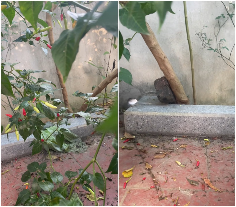 Cây ớt “cổ thụ” khiến 3 triệu người tò mò, nguồn gốc còn lạ hơn- Ảnh 2. Cây ớt “cổ thụ” khiến 3 triệu người tò mò, nguồn gốc còn lạ hơn- Ảnh 2.