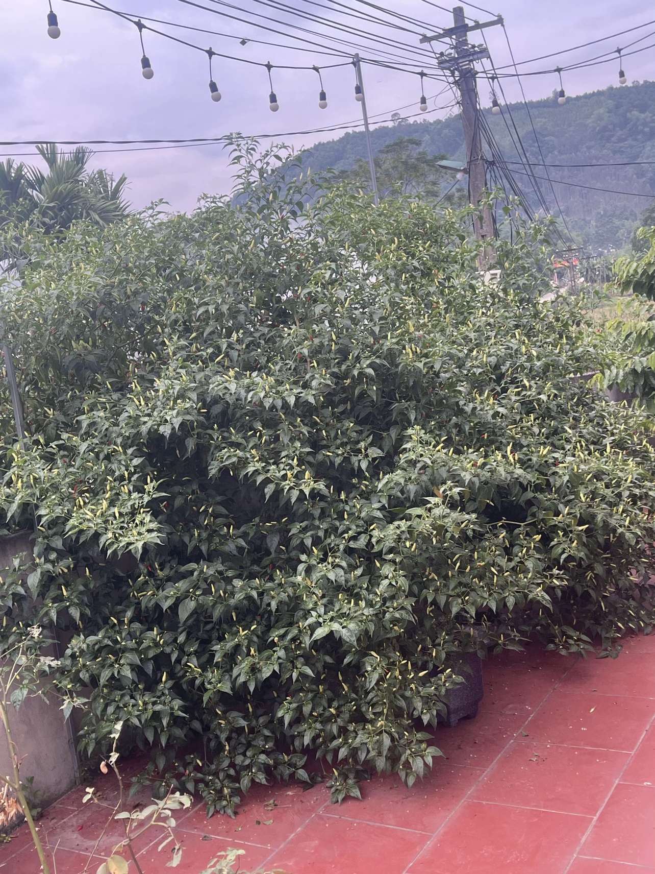 Cây ớt “cổ thụ” khiến 3 triệu người tò mò, nguồn gốc còn lạ hơn- Ảnh 3. Cây ớt “cổ thụ” khiến 3 triệu người tò mò, nguồn gốc còn lạ hơn- Ảnh 3.