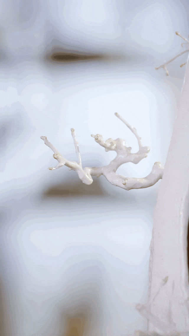 Người phụ nữ U50 bỏ việc lương cao về "chơi cây" với bố ung thư: Biến nghề bonsai ít ai biết thành sứ mệnh đời mình- Ảnh 9.