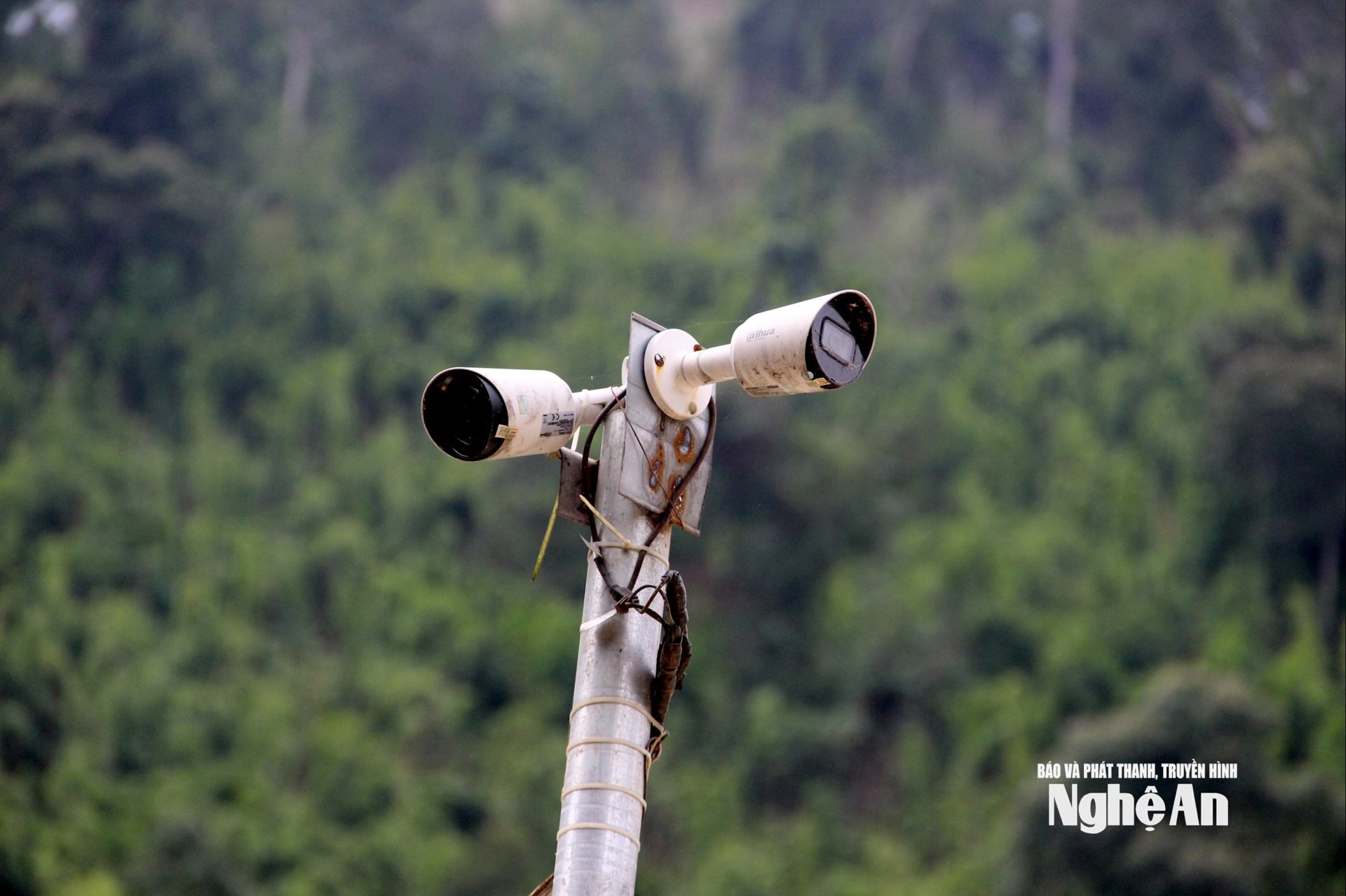 Nghệ An có một loài cá được gọi là "lộc suối" cả làng cùng canh giữ, lắp camera giám sát 24/24h- Ảnh 2.