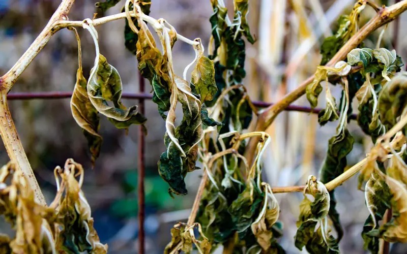 7 dấu hiệu cho thấy nhà bạn đang mất lộc tiền bạc- Ảnh 2. 7 dấu hiệu cho thấy nhà bạn đang mất lộc tiền bạc- Ảnh 2.