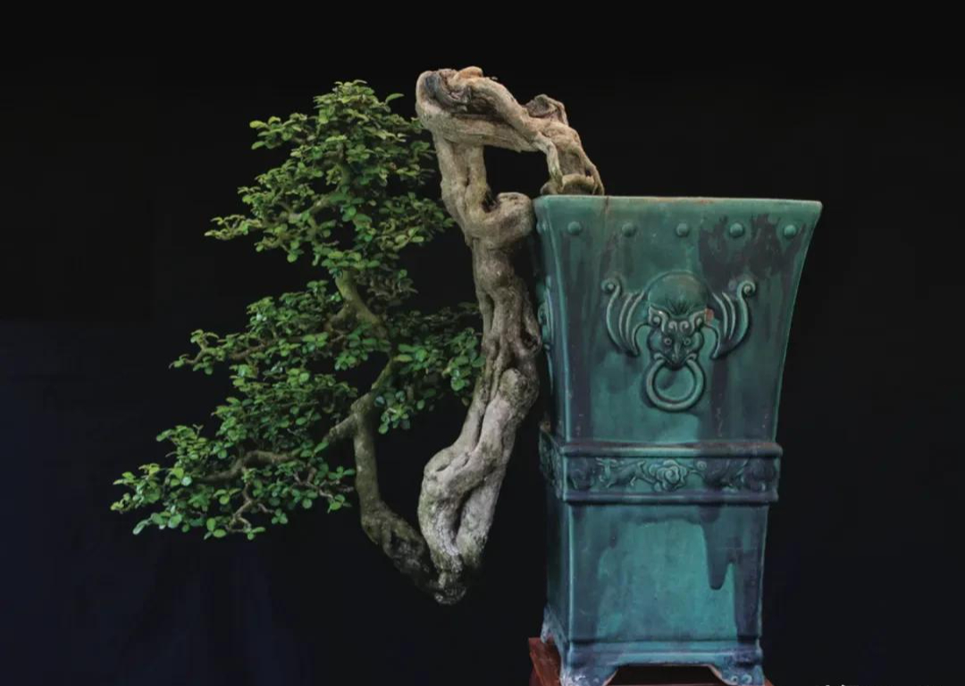 Người phụ nữ U50 bỏ việc lương cao về "chơi cây" với bố ung thư: Biến nghề bonsai ít ai biết thành sứ mệnh đời mình- Ảnh 21.