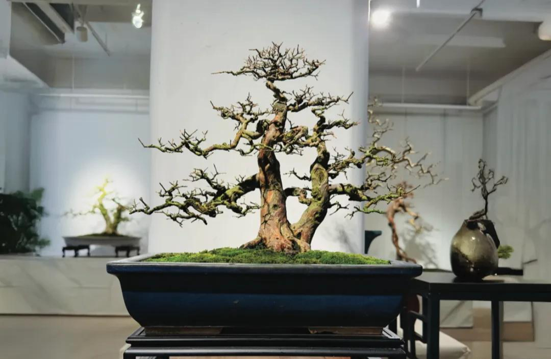 Người phụ nữ U50 bỏ việc lương cao về "chơi cây" với bố ung thư: Biến nghề bonsai ít ai biết thành sứ mệnh đời mình- Ảnh 20.