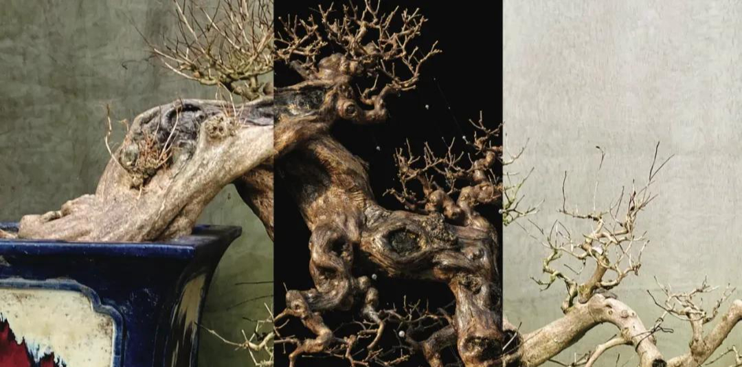 Người phụ nữ U50 bỏ việc lương cao về "chơi cây" với bố ung thư: Biến nghề bonsai ít ai biết thành sứ mệnh đời mình- Ảnh 4.