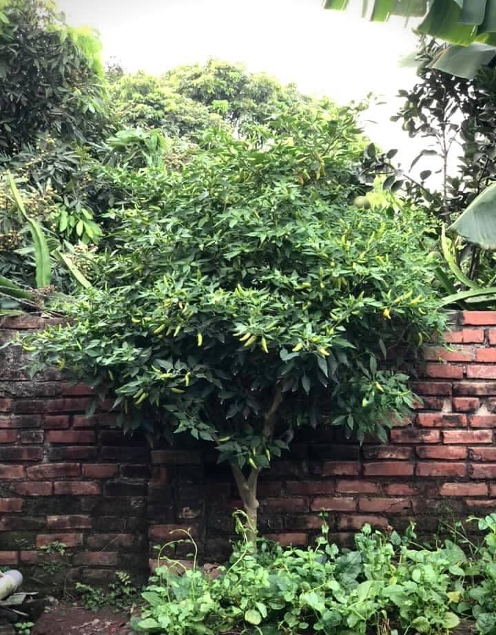 Cây ớt “cổ thụ” khiến 3 triệu người tò mò, nguồn gốc còn lạ hơn- Ảnh 4. Cây ớt “cổ thụ” khiến 3 triệu người tò mò, nguồn gốc còn lạ hơn- Ảnh 4.