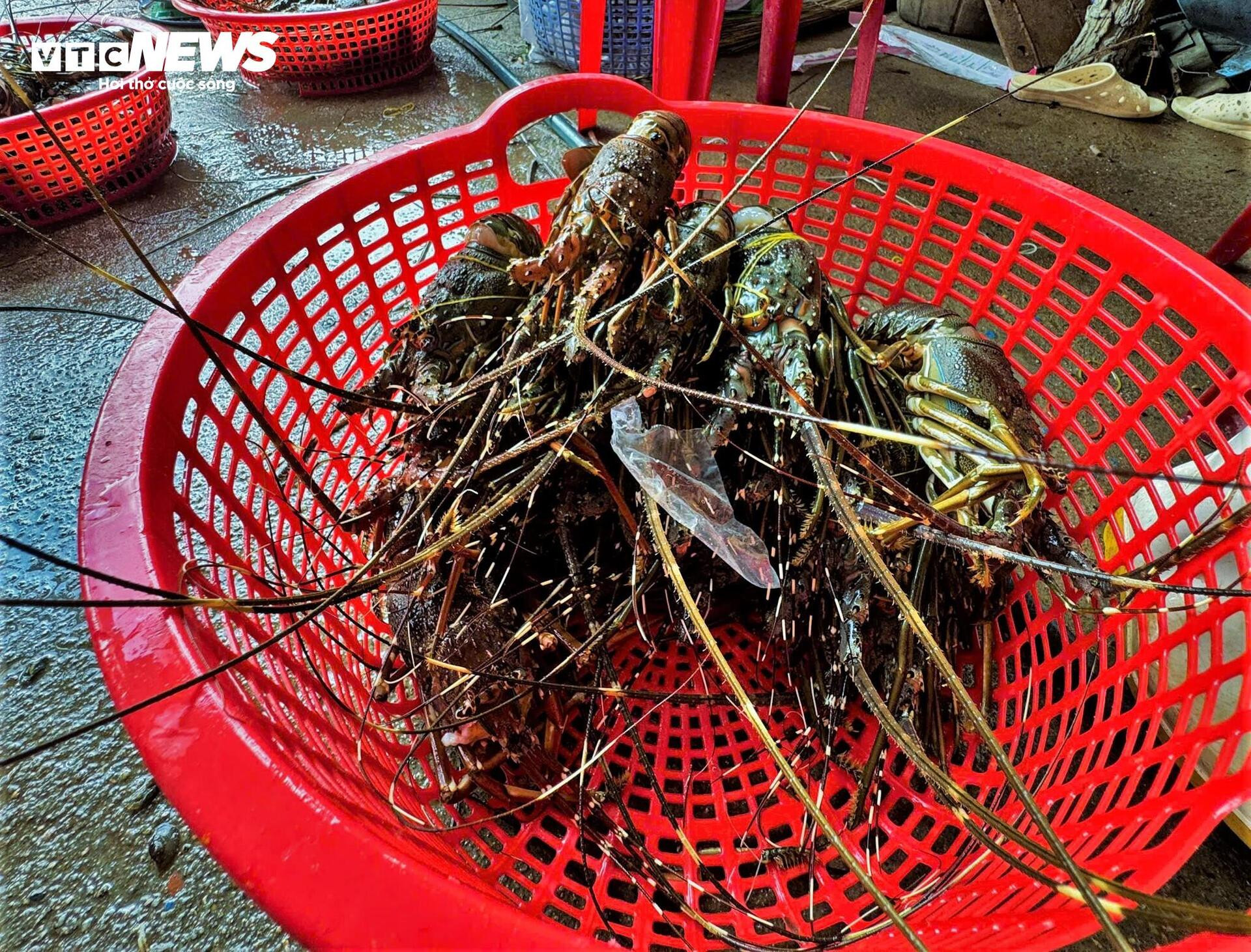 Bán tôm hùm 150.000 đồng/kg sau lũ dữ, người dân Đắk Lắk trắng tay- Ảnh 7.