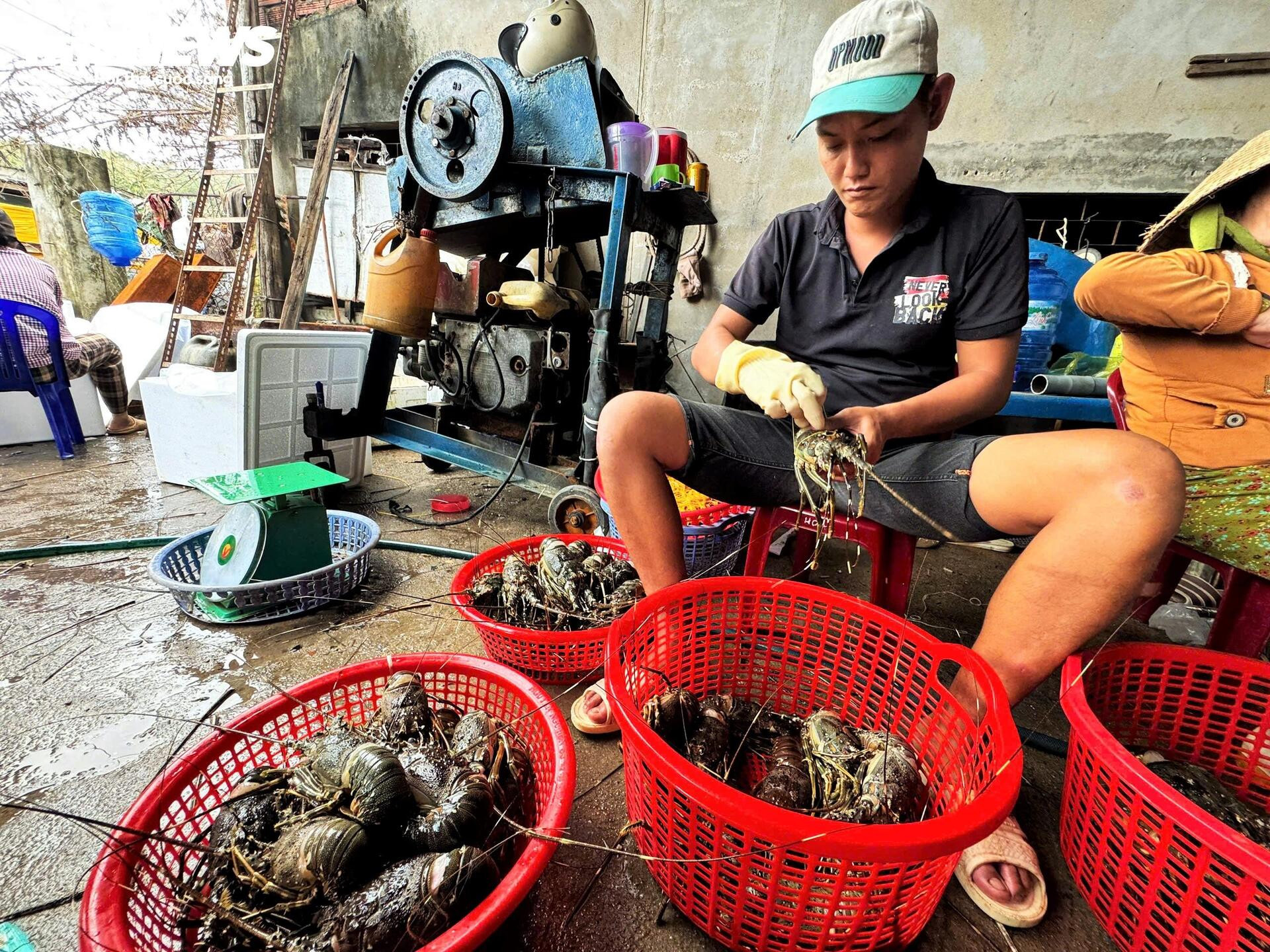 Bán tôm hùm 150.000 đồng/kg sau lũ dữ, người dân Đắk Lắk trắng tay- Ảnh 10.