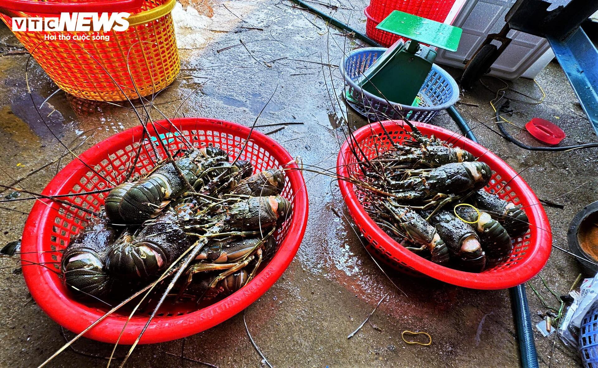 Bán tôm hùm 150.000 đồng/kg sau lũ dữ, người dân Đắk Lắk trắng tay- Ảnh 4.