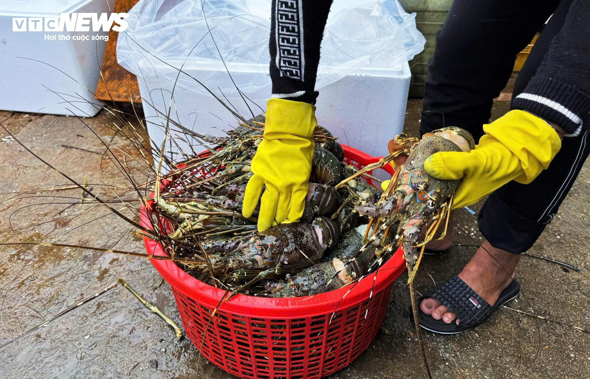 Bán tôm hùm 150.000 đồng/kg sau lũ dữ, người dân Đắk Lắk trắng tay- Ảnh 6.
