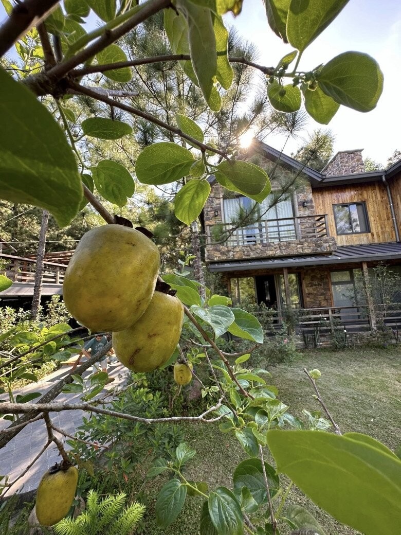 Báu vật trong biệt thự của Trọng Tấn- Ảnh 2.