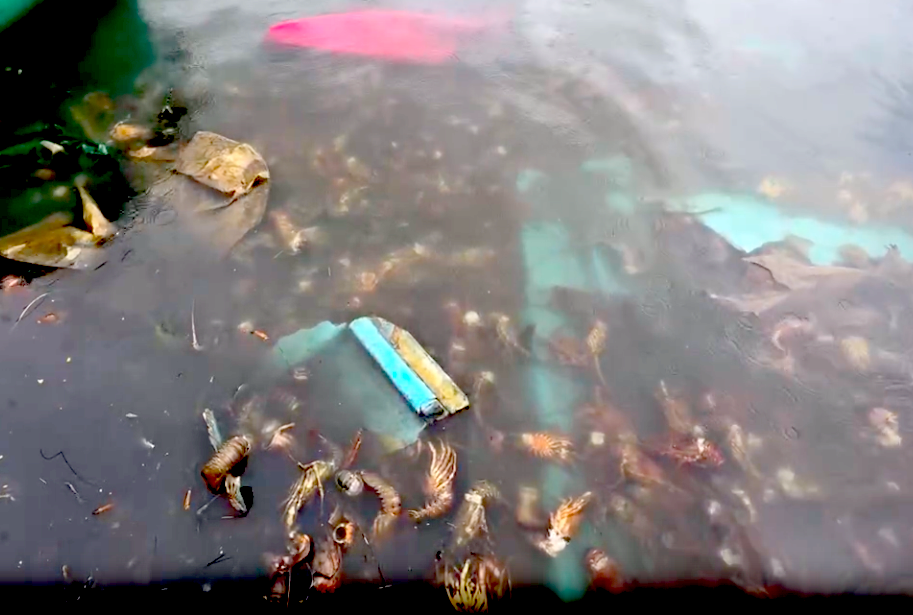 Tôm hùm chết sạch, chất đống bốc mùi hôi thối sau lũ- Ảnh 8.