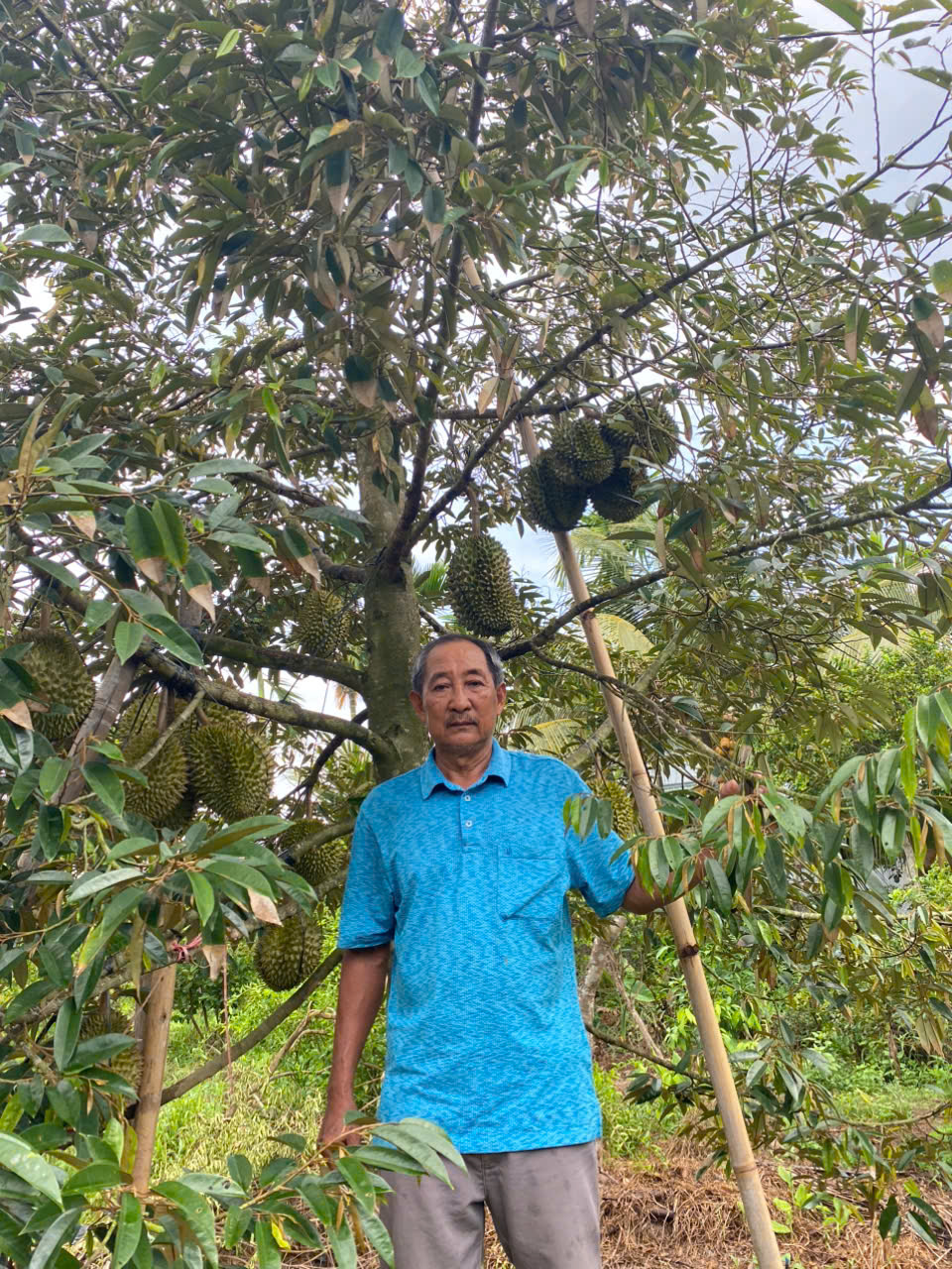Loại sầu riêng bán 700.000 đồng/kg nhưng vẫn "cháy hàng"- Ảnh 1. Loại sầu riêng bán 700.000 đồng/kg nhưng vẫn "cháy hàng"- Ảnh 1.