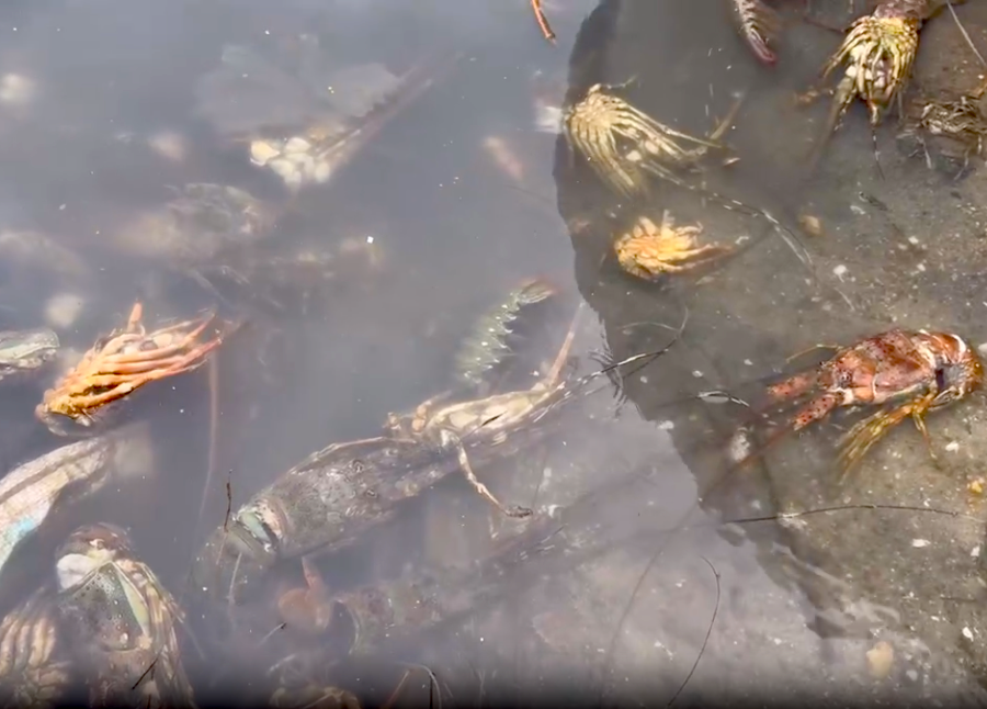 Tôm hùm chết sạch, chất đống bốc mùi hôi thối sau lũ- Ảnh 9.