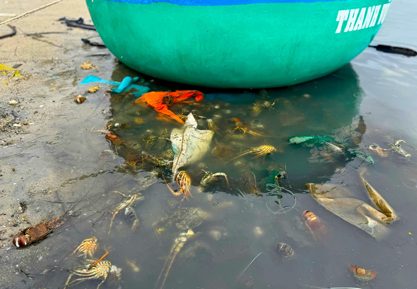 Tôm hùm chết sạch, chất đống bốc mùi hôi thối sau lũ- Ảnh 5.