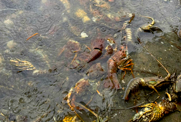 Tôm hùm chết sạch, chất đống bốc mùi hôi thối sau lũ- Ảnh 11.