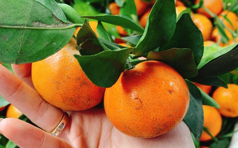 Loại quả chống huyết khối, ngừa đột quỵ đang vào mùa bạt ngàn chợ Việt, tiếc vì toàn bị đánh giá thấp- Ảnh 2.